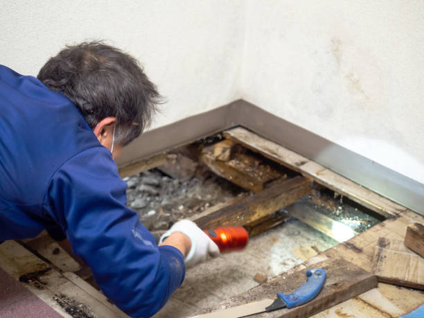Best Basement Mold Remediation in Vinton, VA