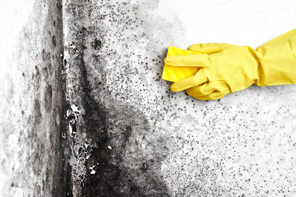 Best Mold Testing and Inspection Services in Vinton, VA