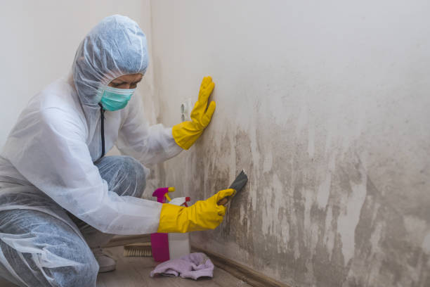 Best Attic Mold Remediation in Vinton, VA