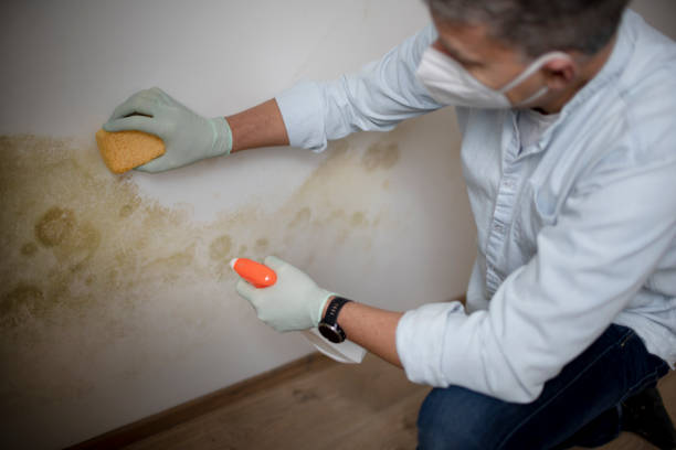 Trusted Vinton, VA Mold Remediation Experts