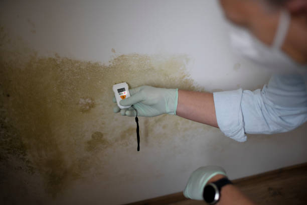Best Post-Flood Mold Remediation in Vinton, VA
