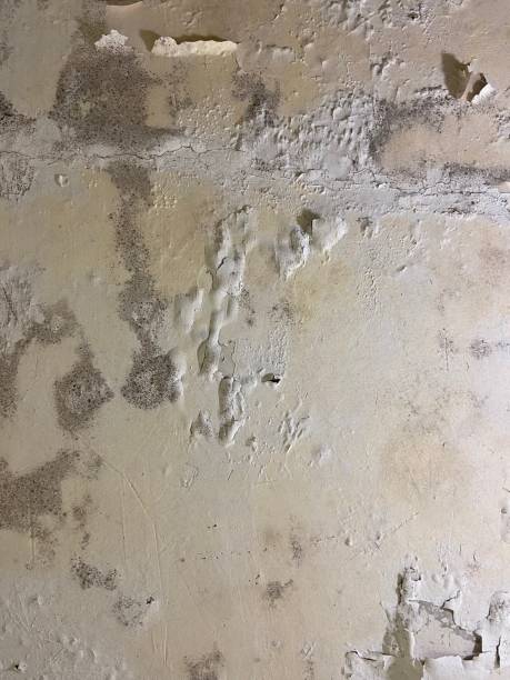 Best Bathroom Mold Remediation in Vinton, VA