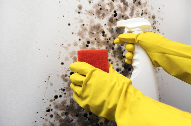 Reliable Vinton, VA Mold Remediation Solutions
