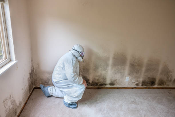 Best Commercial Mold Remediation in Vinton, VA