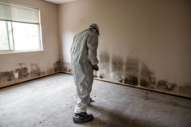 Best HVAC Mold Remediation in Vinton, VA