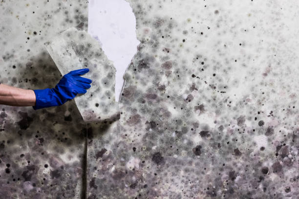 Best Health and Safety Mold Remediation in Vinton, VA