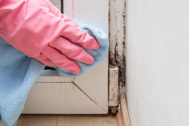 Best Basement Mold Remediation in Vinton, VA